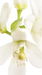 Photo of orange blossom