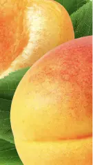 Photo of apricot
