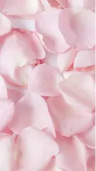 Photo of rose petals